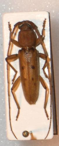 Réf. 23 538 : Achryson surinamum