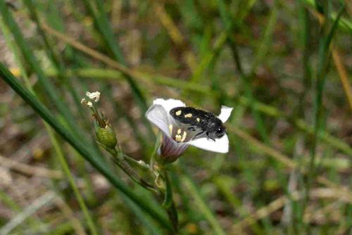 Réf. 23 290 : Acmaeodera bipunctata