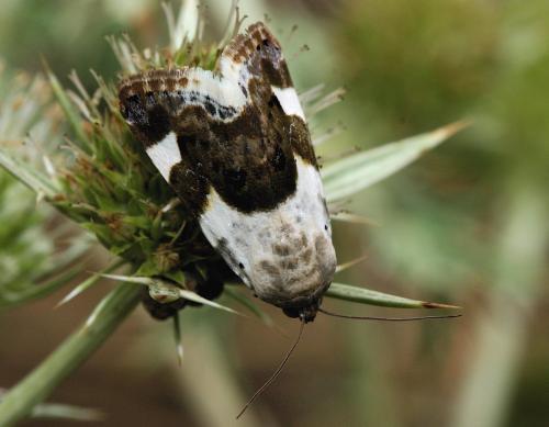 Réf. 23 268 : Acontia lucida