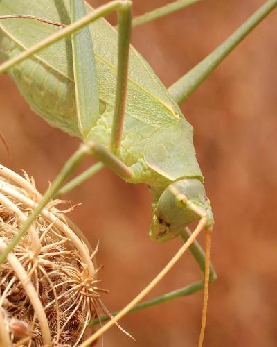 Acrometopa italica