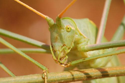 Acrometopa italica