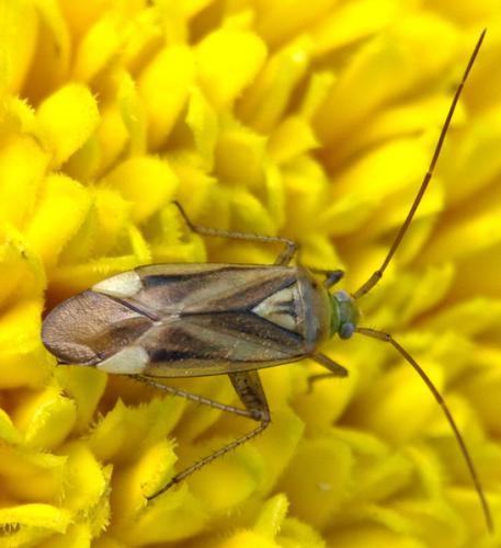 Adelphocoris sp.