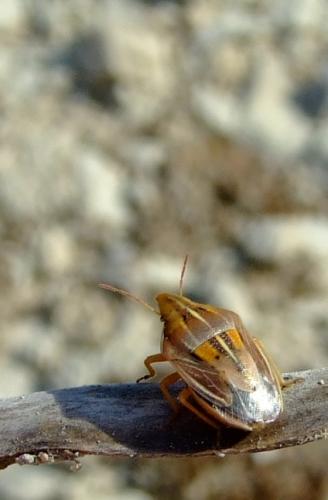 Réf. 23 845 : Aelia rostrata cognata
