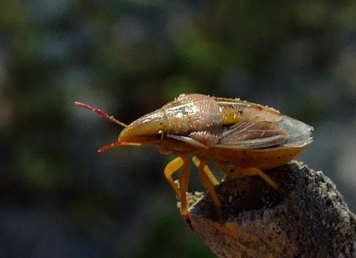 Réf. 23 870 : Aelia rostrata cognata