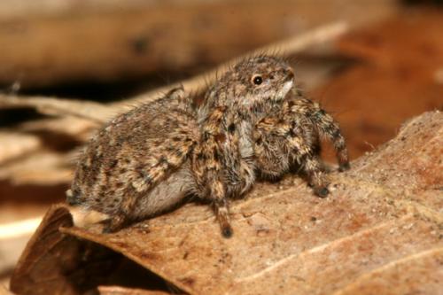 Aelurillus v-insignitus