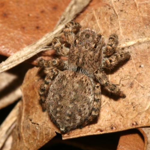 Aelurillus v-insignitus