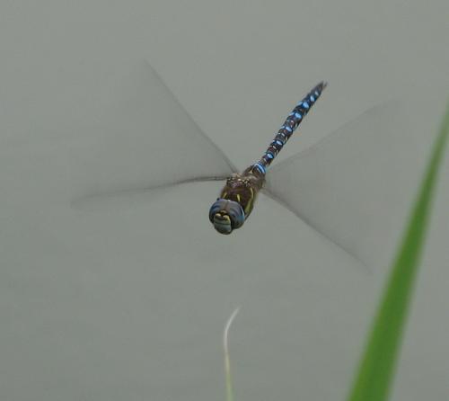 Aeshna mixta