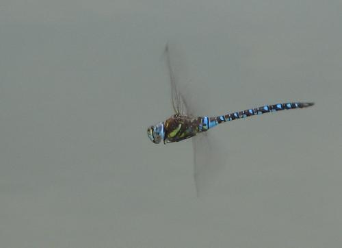 Aeshna mixta