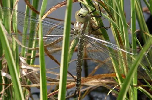 Aeshna cyanea