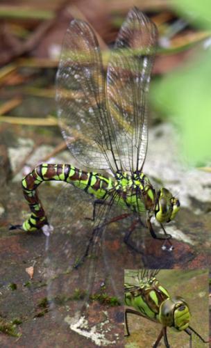 Aeshna cyanea