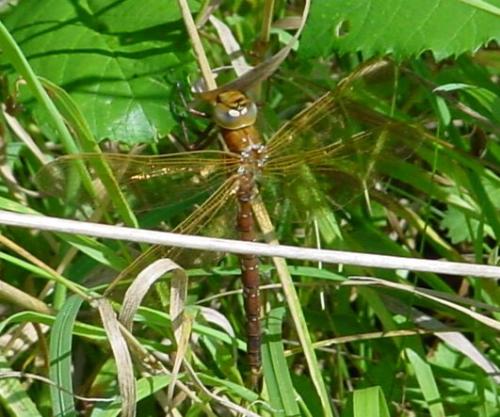 Aeshna grandis