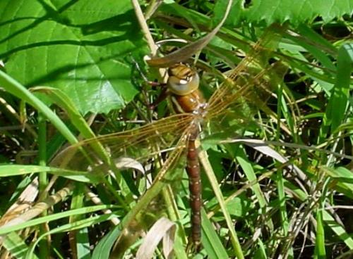 Aeshna grandis