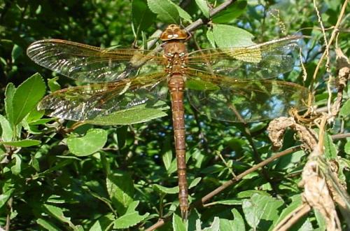 Aeshna grandis
