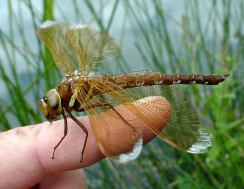 Aeshna grandis