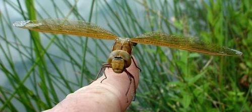 Aeshna grandis