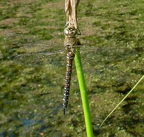 Aeshna mixta