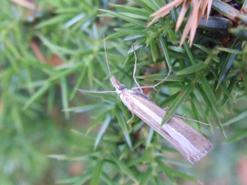 Catoptria bolivari