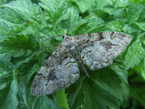 Réf. 23 353 : Alcis repandata
