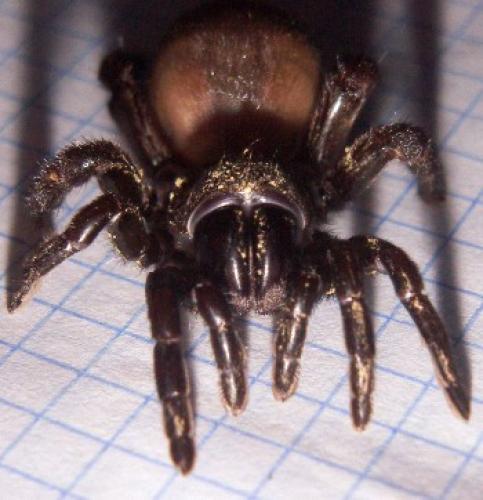 Réf. 23 356 : Amblyocarenum walckenaeri