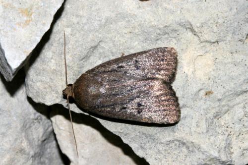 Réf. 23 249 : Amphipyra tragopoginis