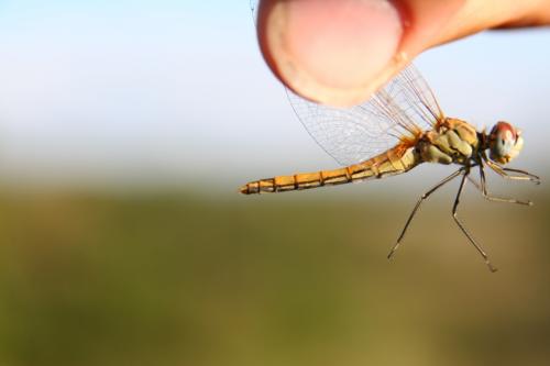 Réf. 23 752 : Sympetrum fonscolombii