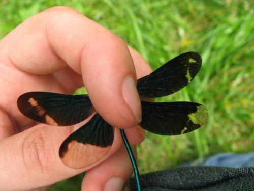 Calopteryx virgo
