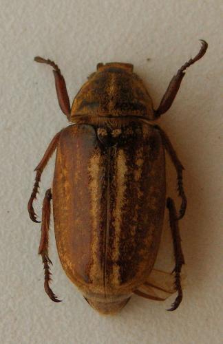 Réf. 23 474 : Anoxia australis