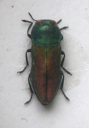 Réf. 23 547 : Anthaxia cichorii