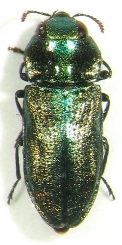 Réf. 23 284 : Anthaxia thalassophila