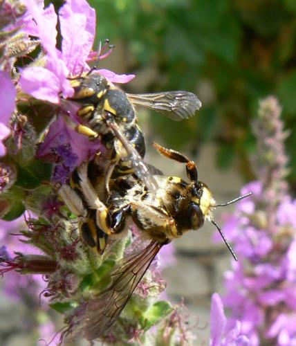 Réf. 23 590 : Anthidium sp.