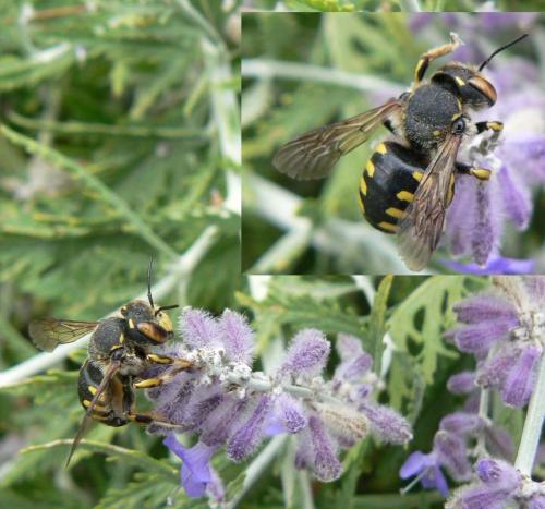 Réf. 23 589 : Anthidium sp.