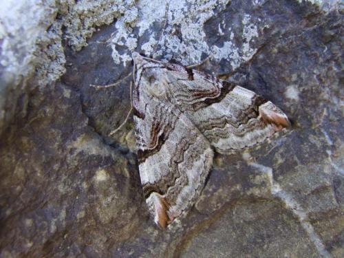Aplocera praeformata