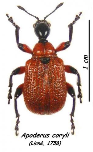 Réf. 23 720 : Apoderus coryli