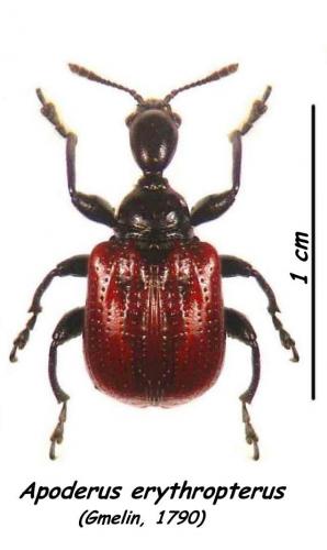 Réf. 23 721 : Compsapoderus erythropterus