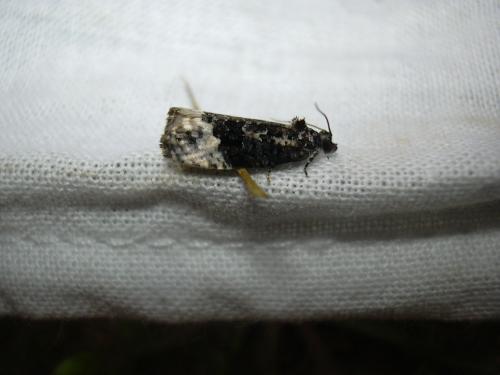 Apotomis sp.