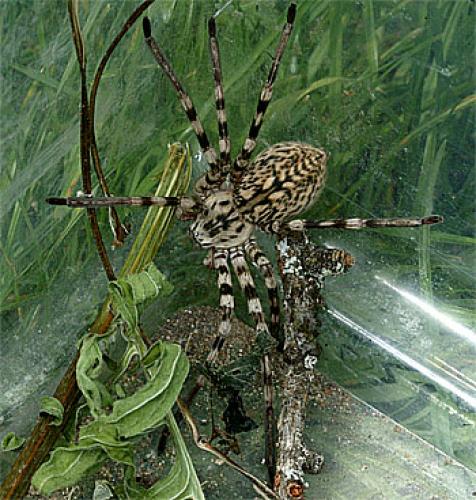 Eusparassus sp.