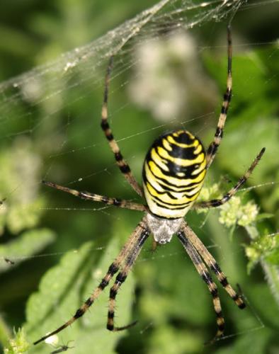 Argiope bruennichi