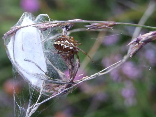 Réf. 23 370 : Neoscona adianta
