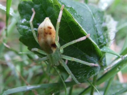 Micrommata sp.