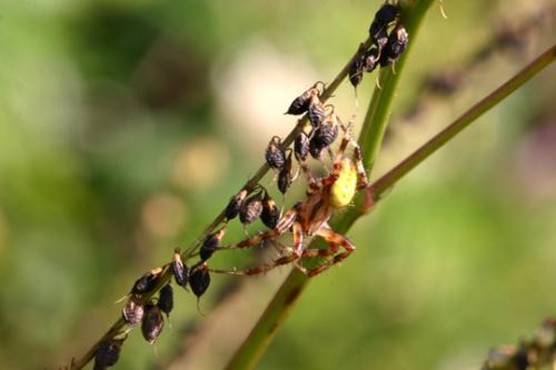 Araniella sp.