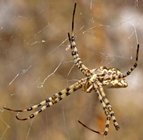 Argiope lobata