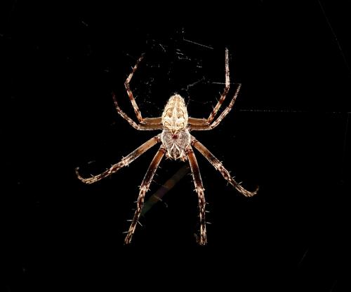 Larinioides sclopetarius