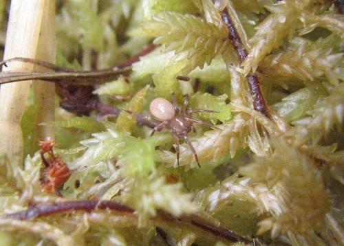 Chorizomma subterraneum
