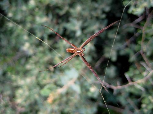 Argiope lobata