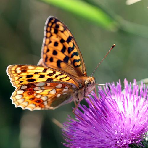 Argynnis adippe