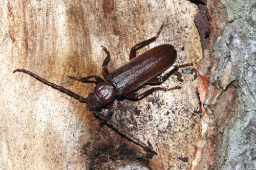 Réf. 23 155 : Arhopalus rusticus