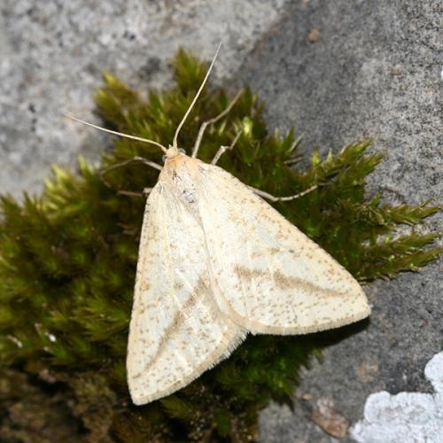 Réf. 23 554 : Aspitates gilvaria