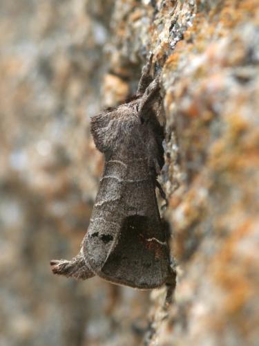 Réf. 23 585 : Clostera anachoreta
