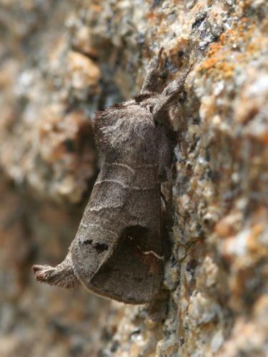 Réf. 23 587 : Clostera anachoreta