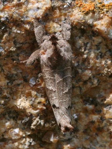 Réf. 23 586 : Clostera anachoreta